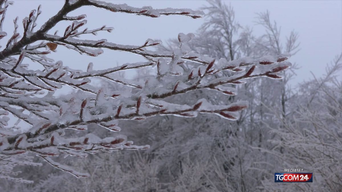 GELICIDIO PER SITO SRV