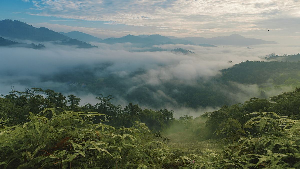 La giungla malese, in cui si svolgono molte avventure di Sandokan. Salgari la descrisse con precisione, pur non avendo mai viaggiato.