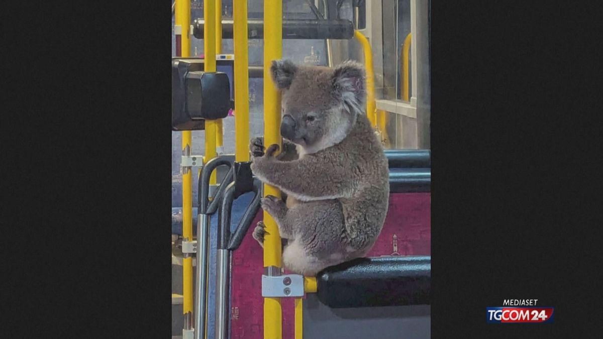 koala sul bus per sito SRV