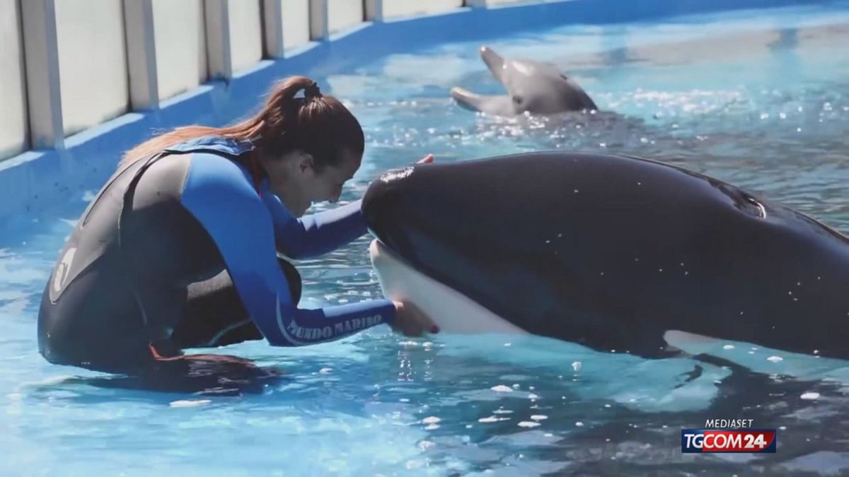 12.00 ADDIO ALL'ORCA PIU SOLA AL MONDO SRV