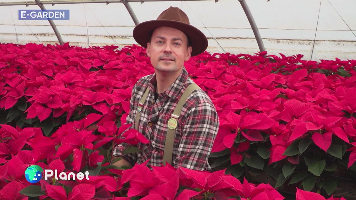 E-Garden: la stella di Natale