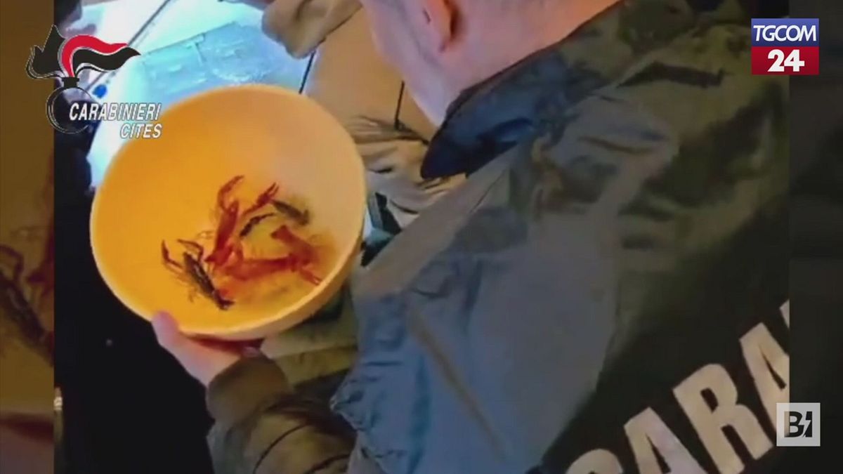 Grosseto, in casa un allevamento illegale di gamberi della Louisiana