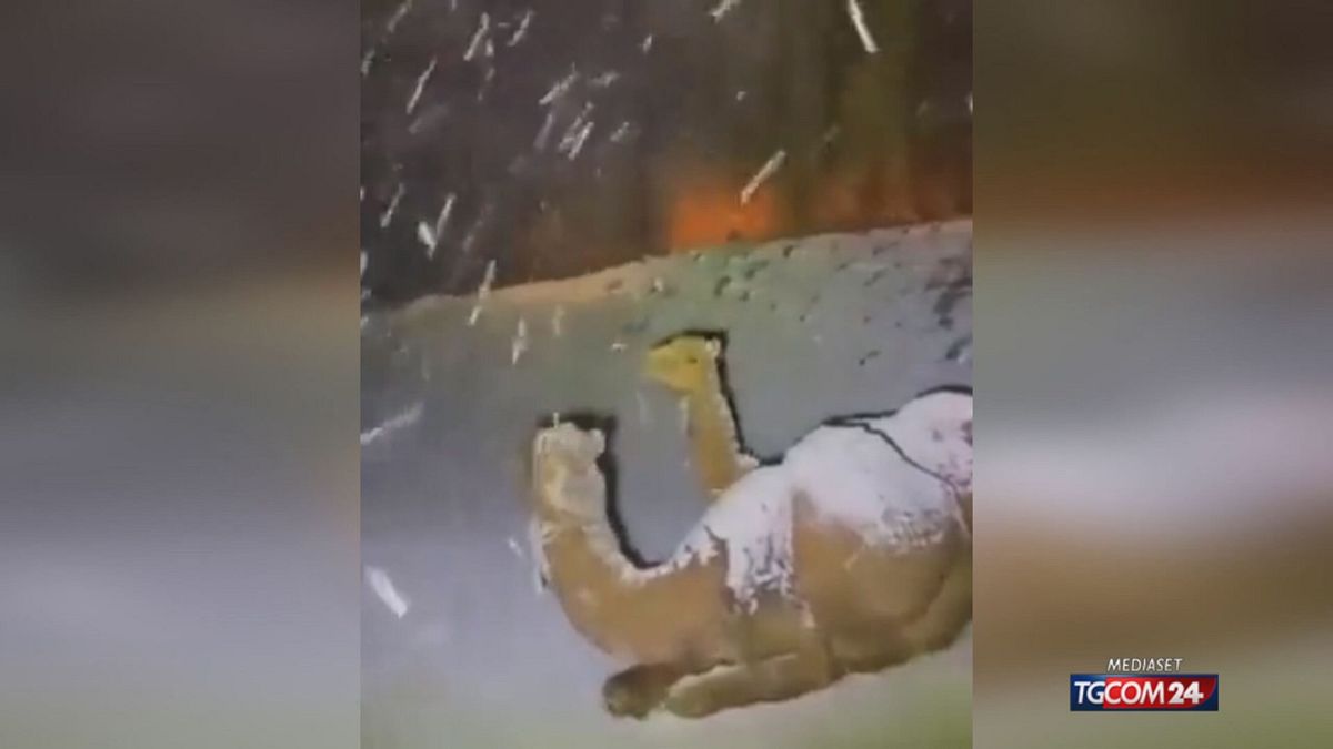 18.00 MCH NEVE IN SAUDI MCH