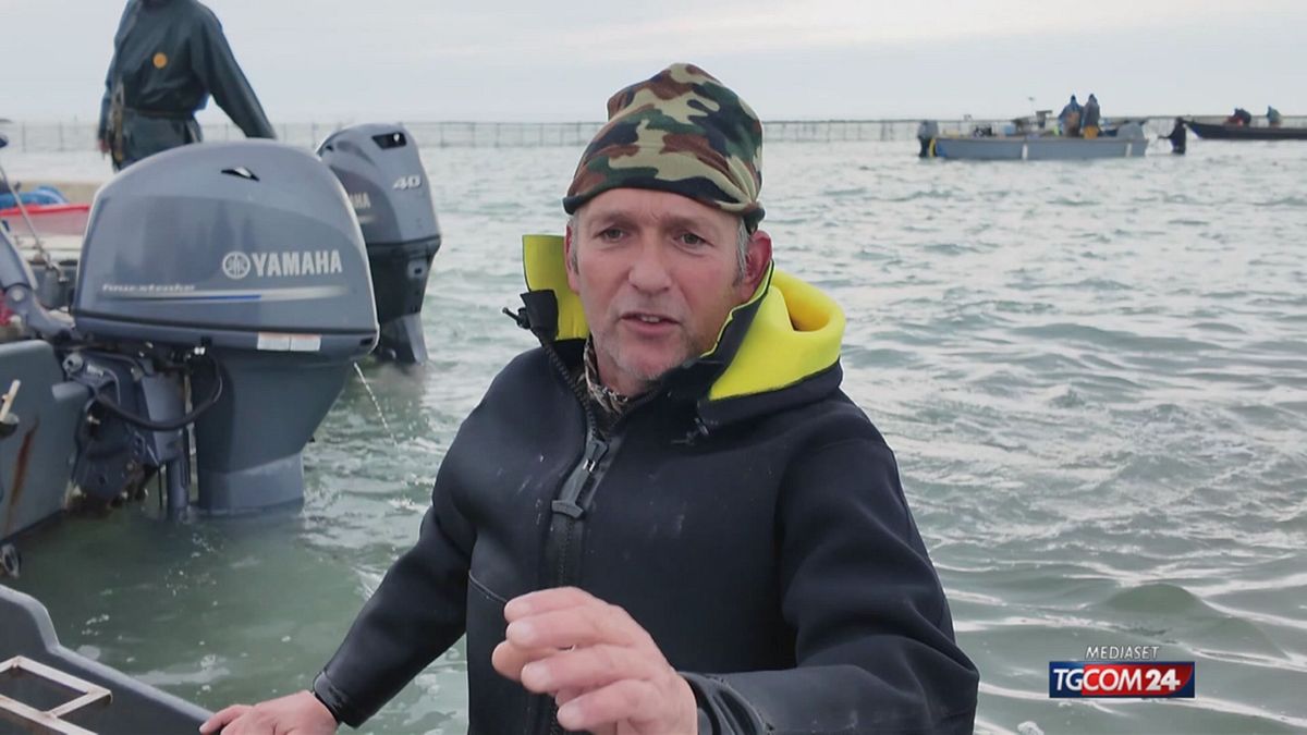 18.00 PORTO TOLLE (RO), GRANCHIO BLU ARGINATA DIFFUSIONE GRAZIE A RECINTO SRV
