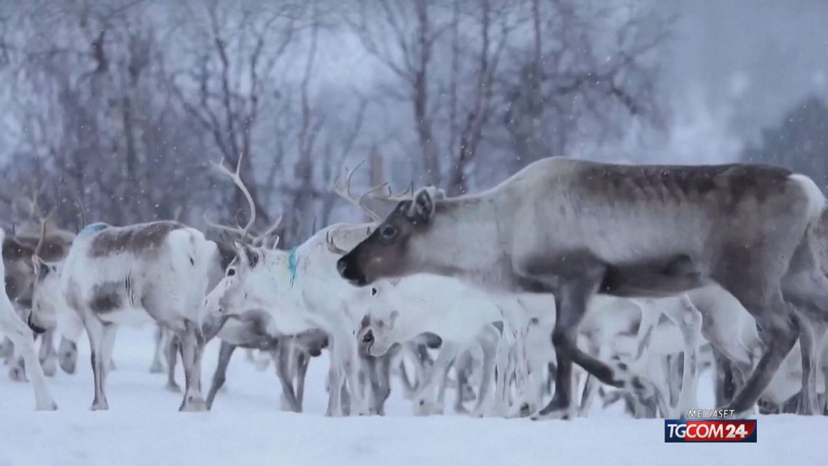 18.00  FINLANDIA, ARRIVANO I LUPI DALLA RUSSIA SRV
