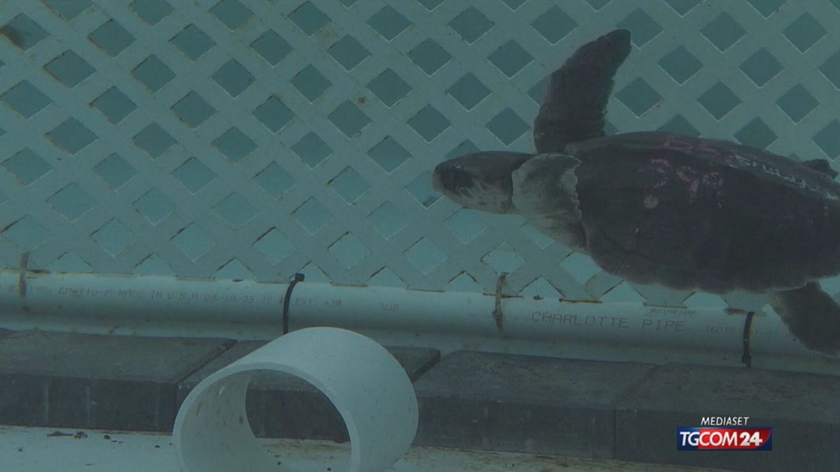 18.01 SALVATAGGIO TARTARUGHE