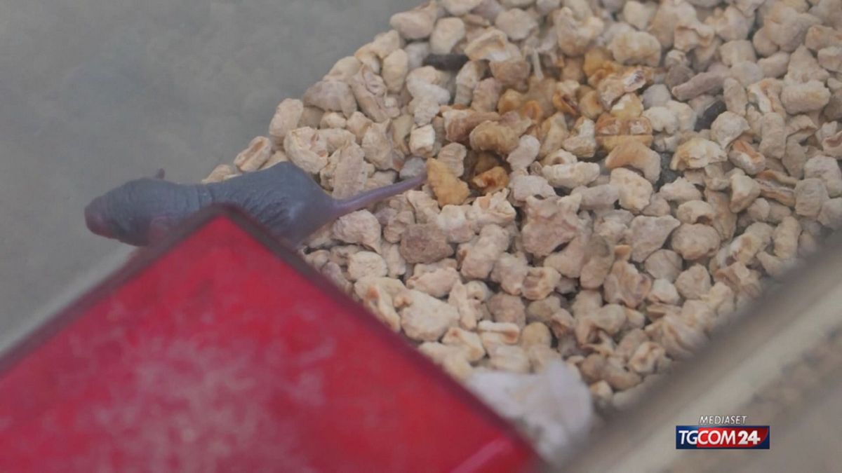 18.00 MCH CINA /SPAZIO/ TOPI MCH