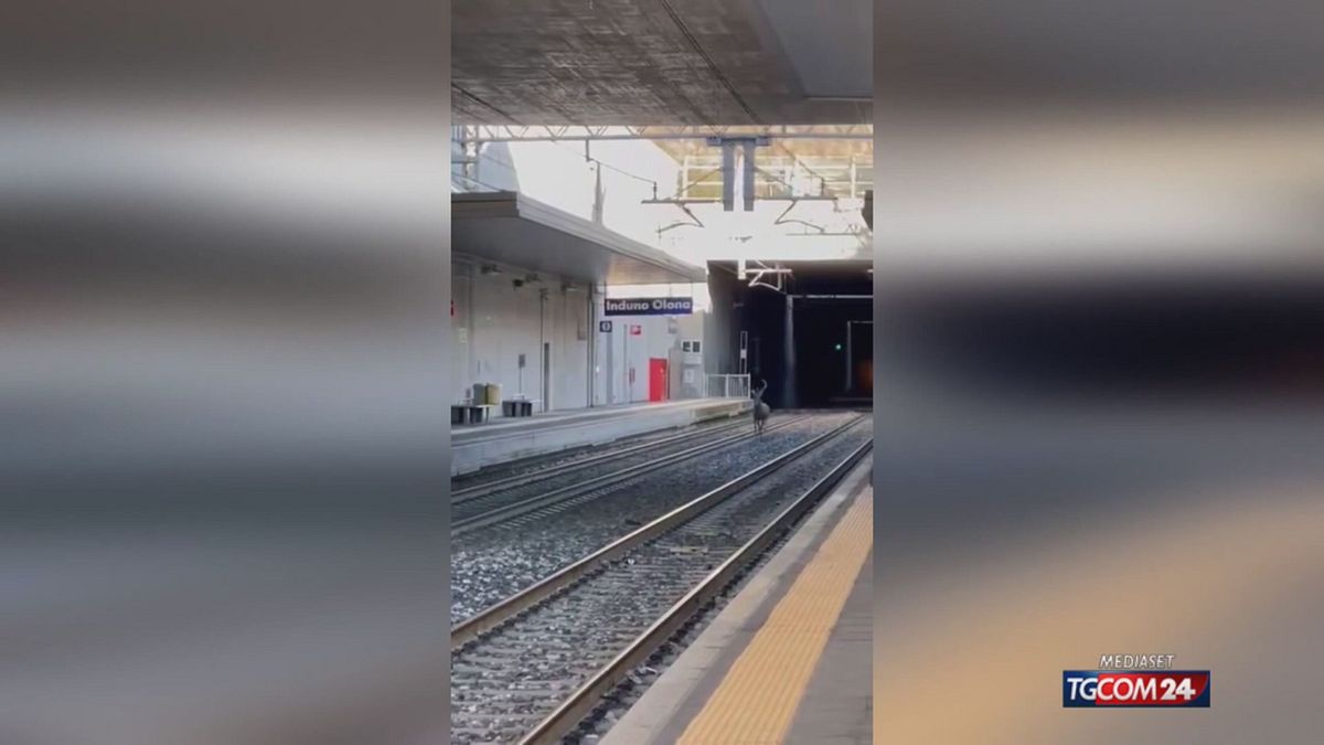 CERVO NO PAROLACCE SRV