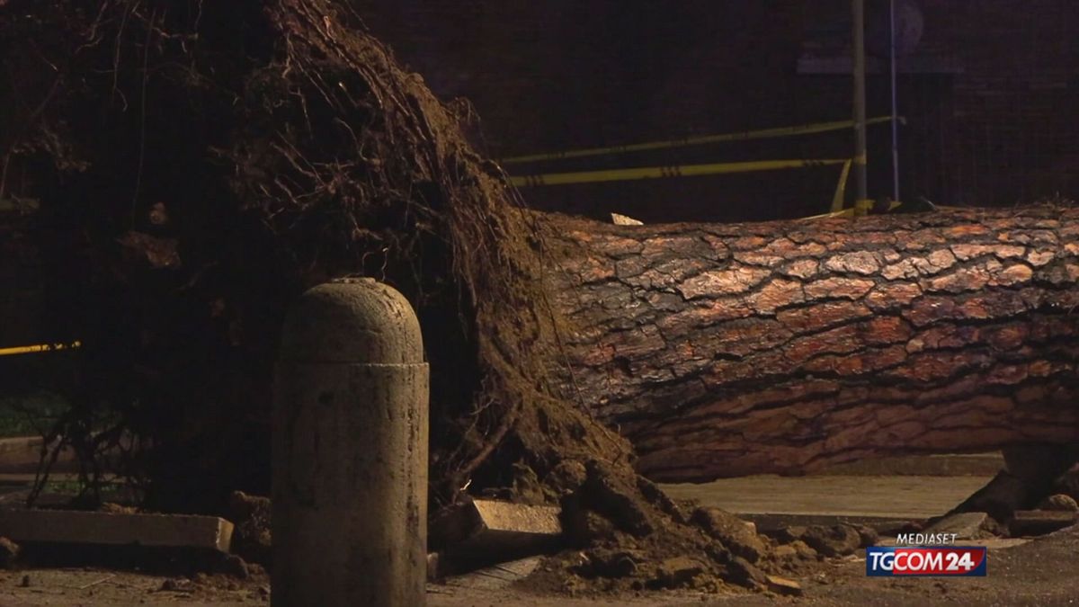 albero roma per sito SRV