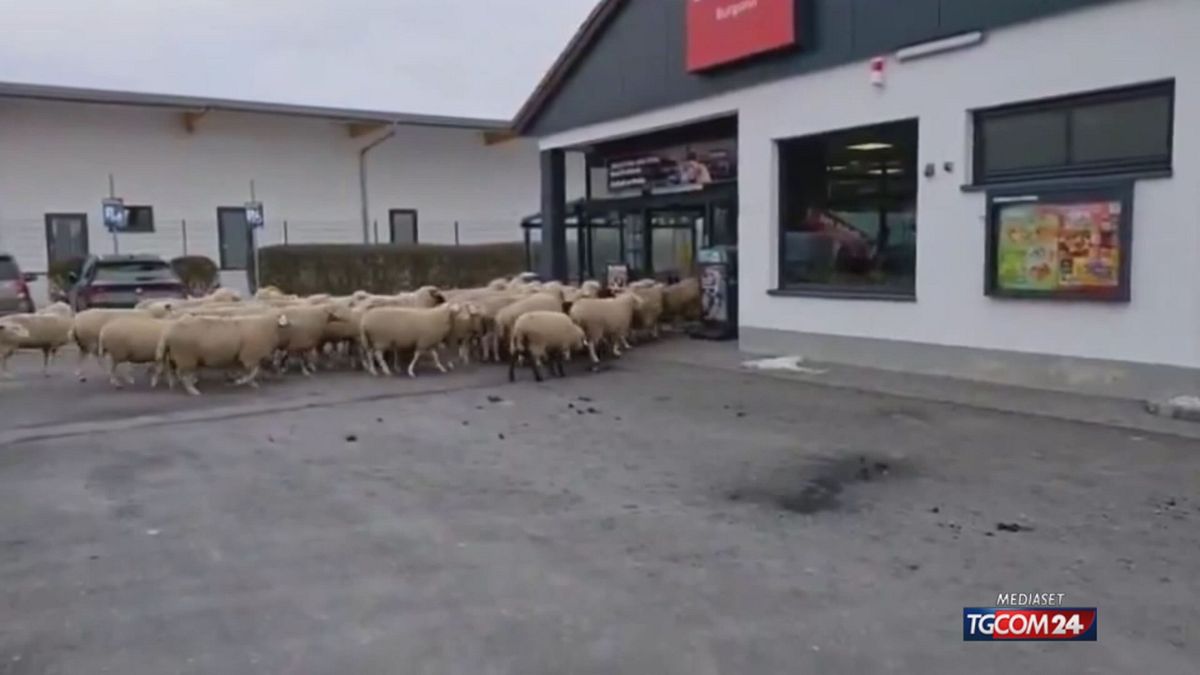 PECORE SUPERMERCATO GERMANIA X SITO SRV