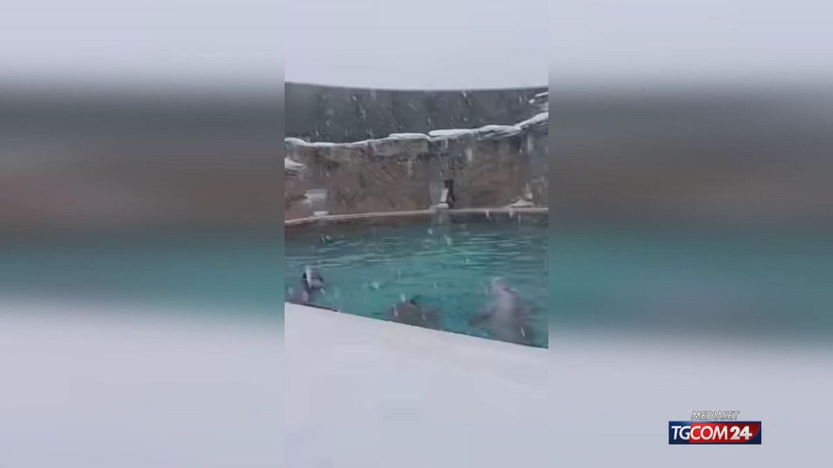 NEVE DELFINI RIMINI X SITO SRV