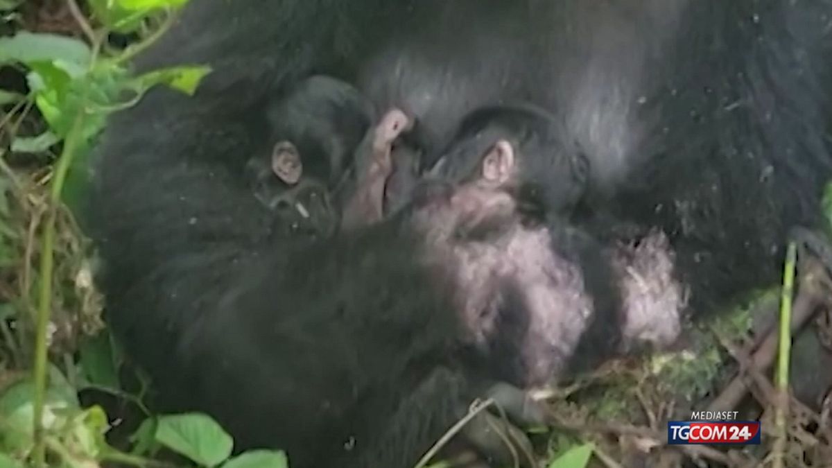 18.00 MCH GORILLA VIRUNGA MCH