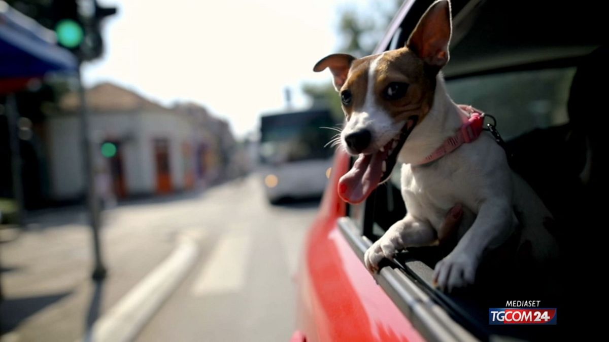 12.00 POSSO FARE UNA FOTO AL TUO CANE? DOGGODAIILY (N. TARAZI) SRV SRV