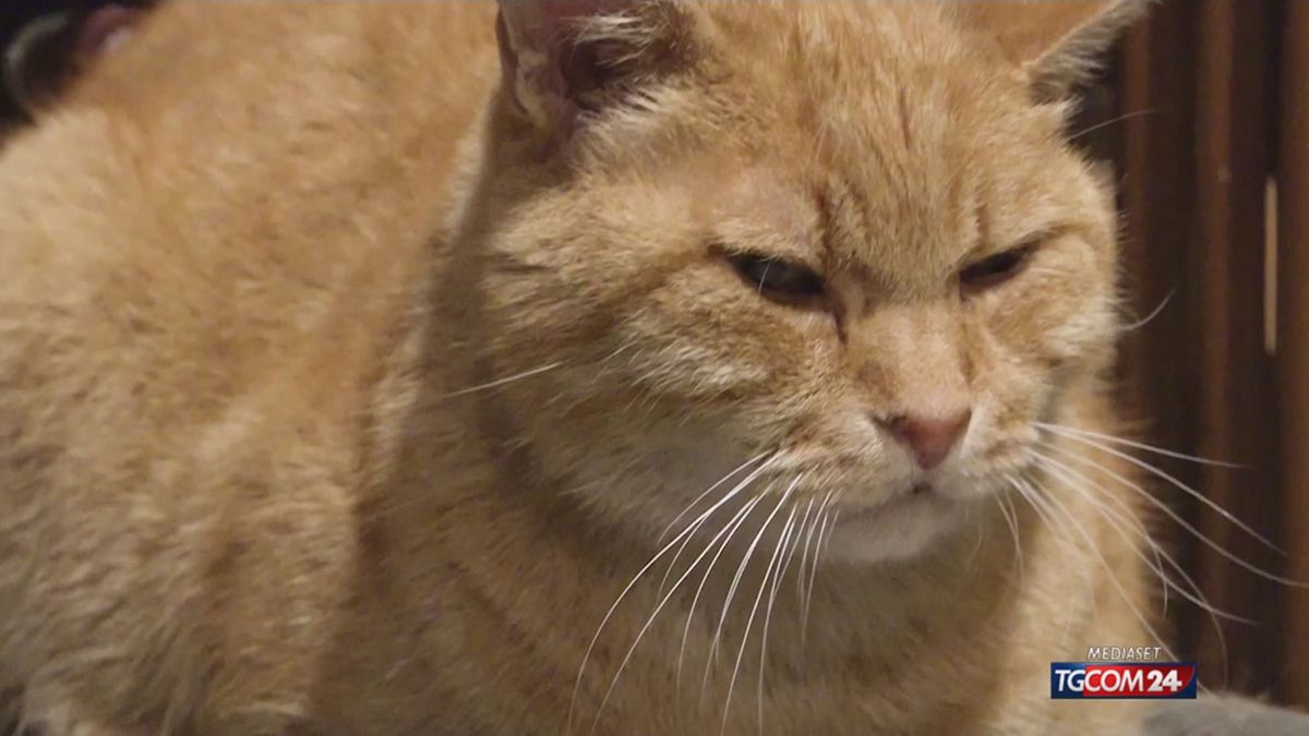 18.00 VICENZA, GATTO ADOTTATO SRV