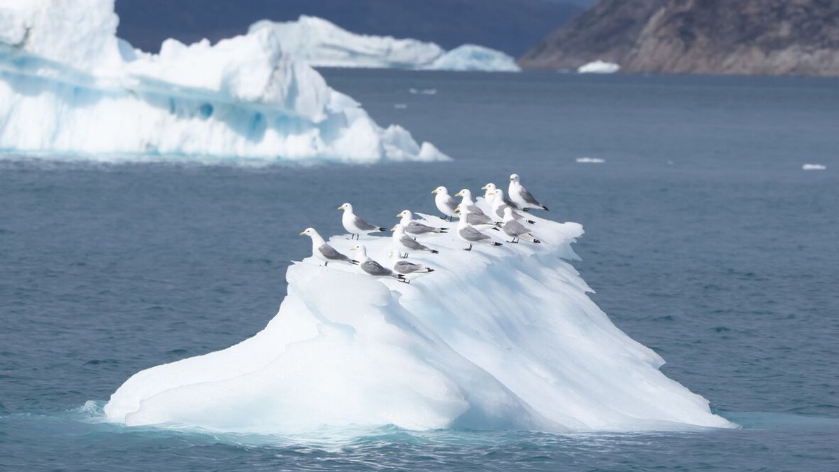 La ricca fauna selvatica groenlandese