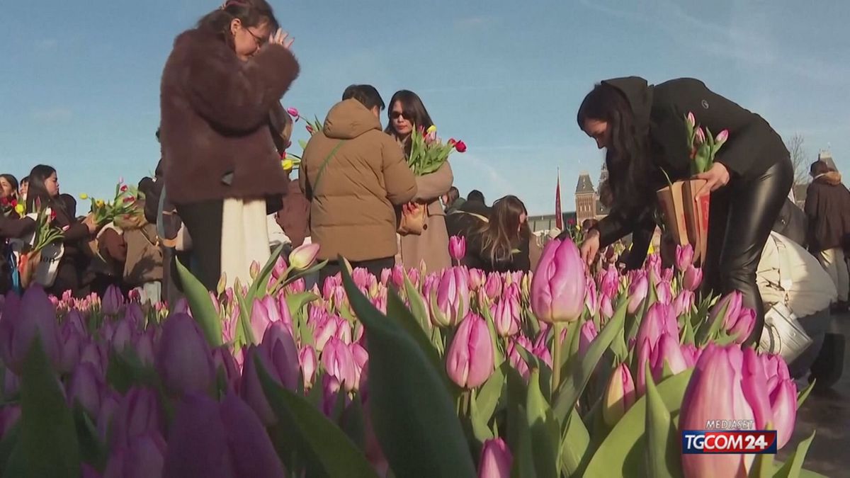 18.00 MCH OLANDA E TULIPANI MCH