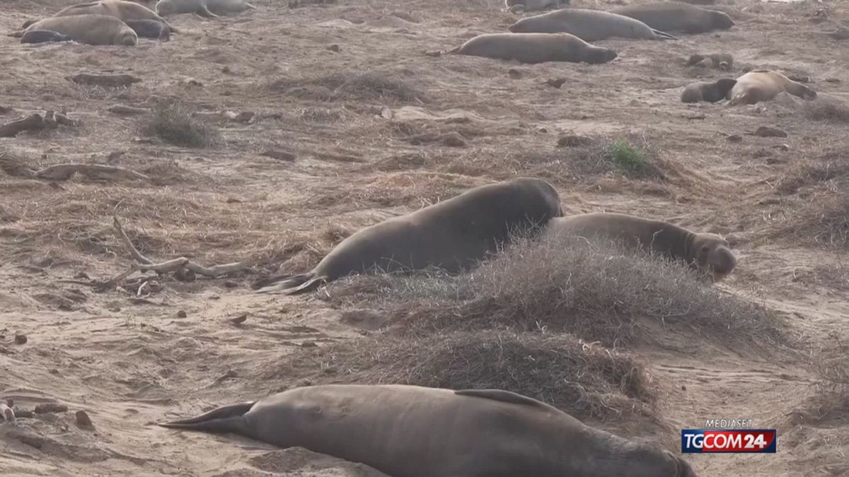 12.00 MCH FOCHE CALIFORNIA MCH