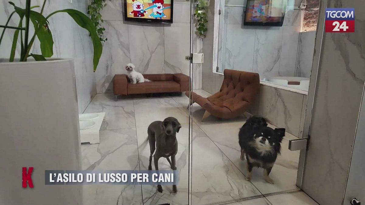 Asilo di lusso per cani, più cucce e meno culle è il nuovo fenomeno che caratterizza l'Italia
