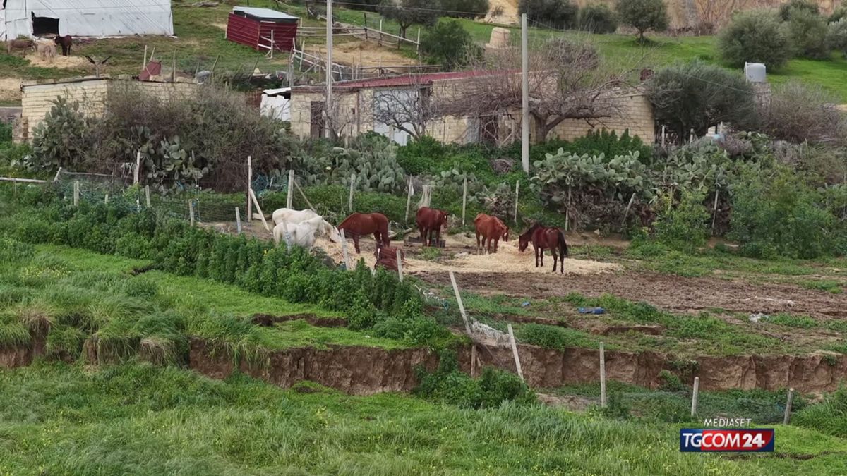 Cavalli Niscemi corto SRV