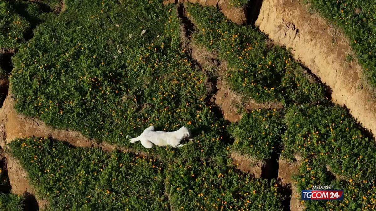 Cani Niscemi corto SRV