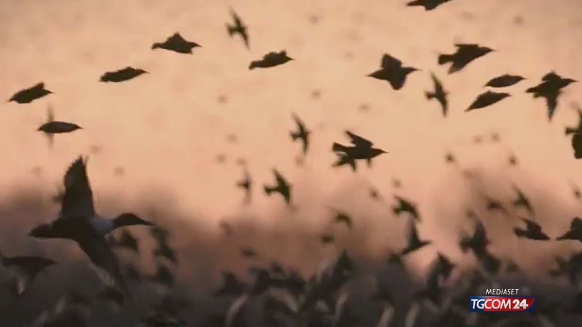 Re Carlo e la natura: il film-manifesto di un sovrano ambientalista