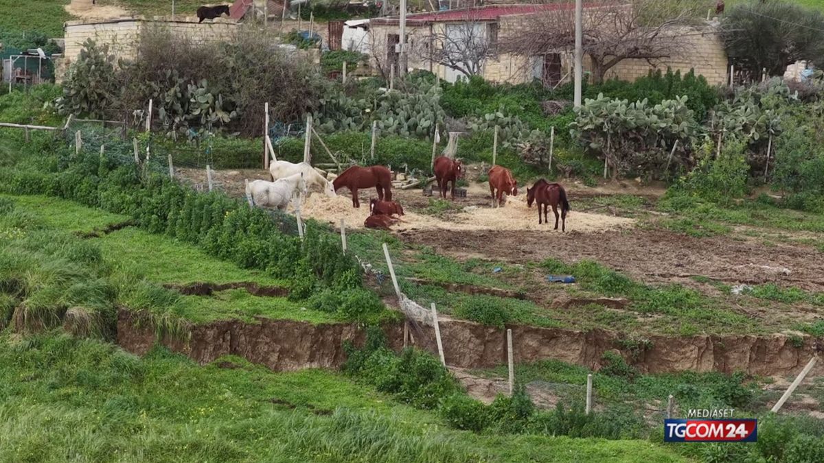 NISCEMI SALVATAGGIO CAVALLI X SITO SRV