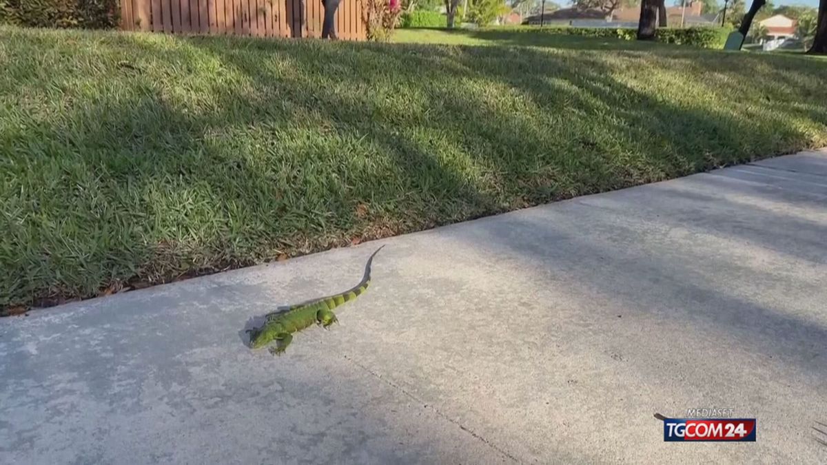 IGUANE UCCISE FREDDO X SITO SRV