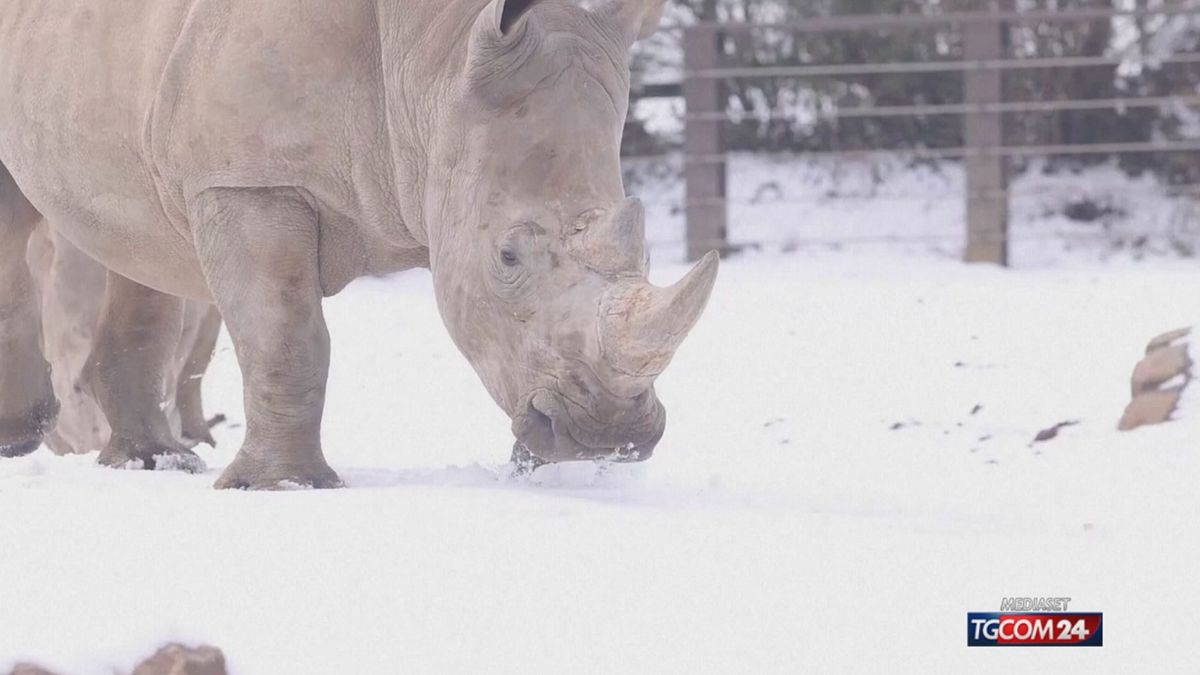 RINOCERONTI NELLA NEVE X SITO SRV