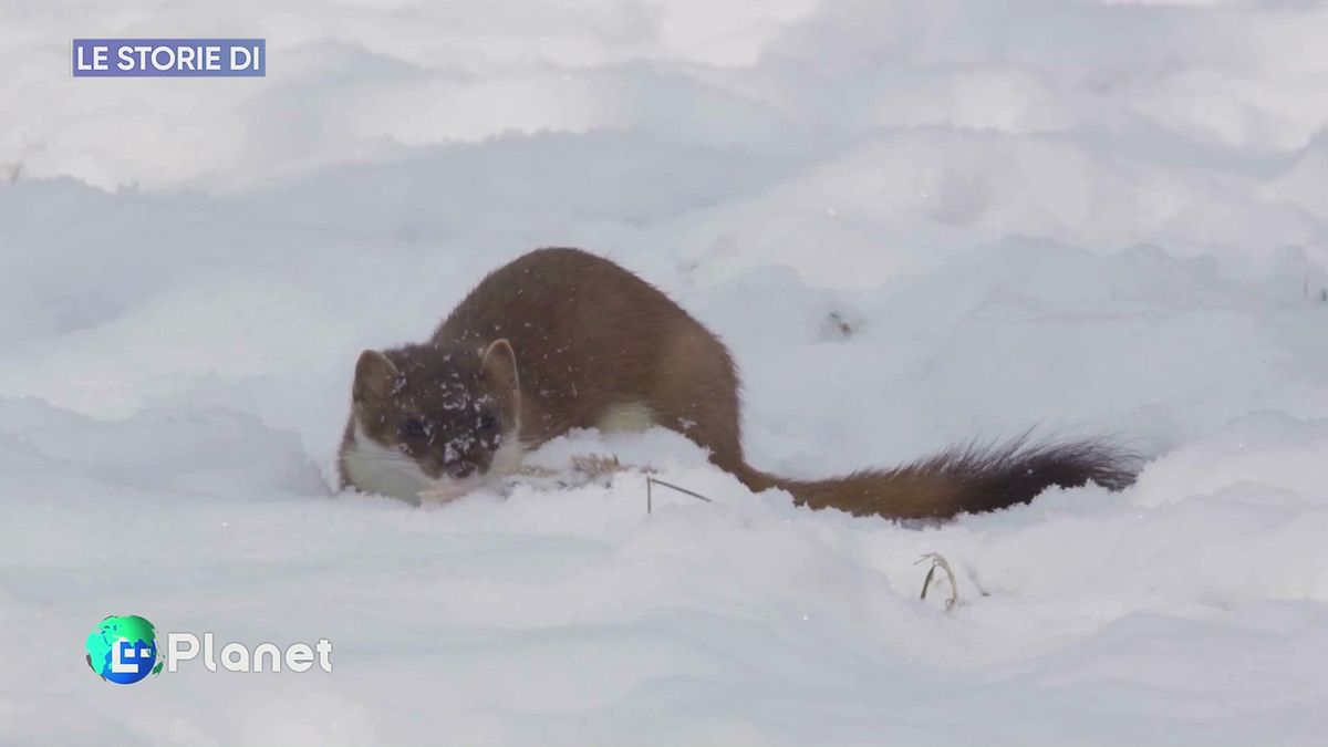 Le Storie di: i Giochi Olimpici invernali