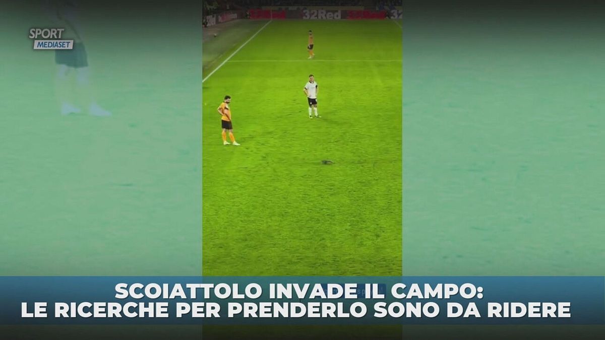 Scoiattolo in campo