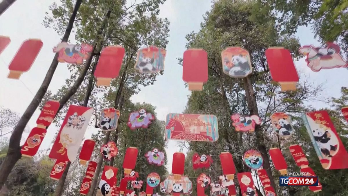 PANDA FESTA PRIMAVERA X SITO SRV