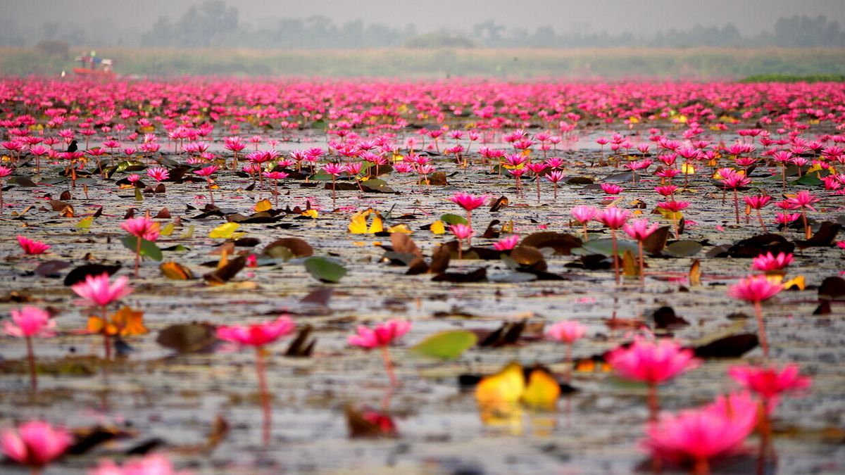 Thailandia, Udon Thani: il Red Lotus Sea ovvero il mare di ninfee