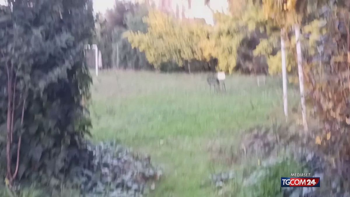 18.10 ROMA, ANCORA CINGHIALI