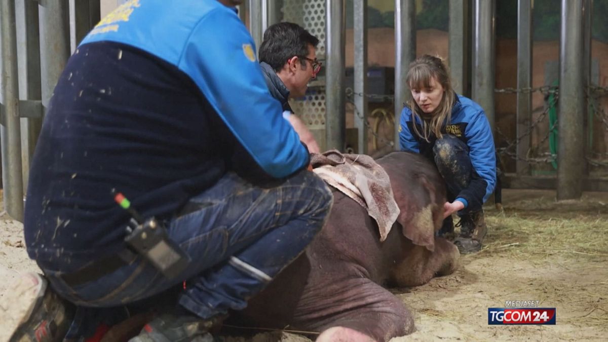 BABY ELEFANTE FRANCIA X SITO SRV