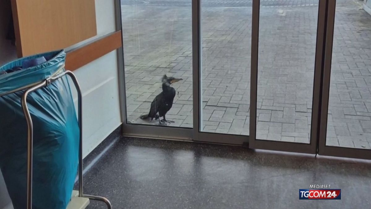 CORMORANO BREMA X SITO SRV