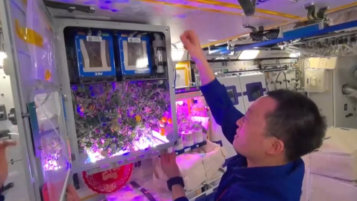 I taikonauti coltivano (e mangiano) i pomodori nello Spazio