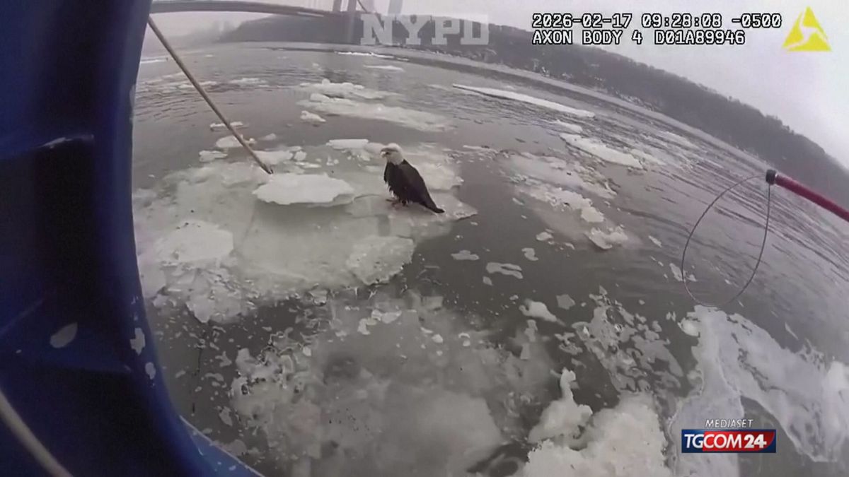 SALTAGGIO AQUILA NEW YORK X SITO SRV