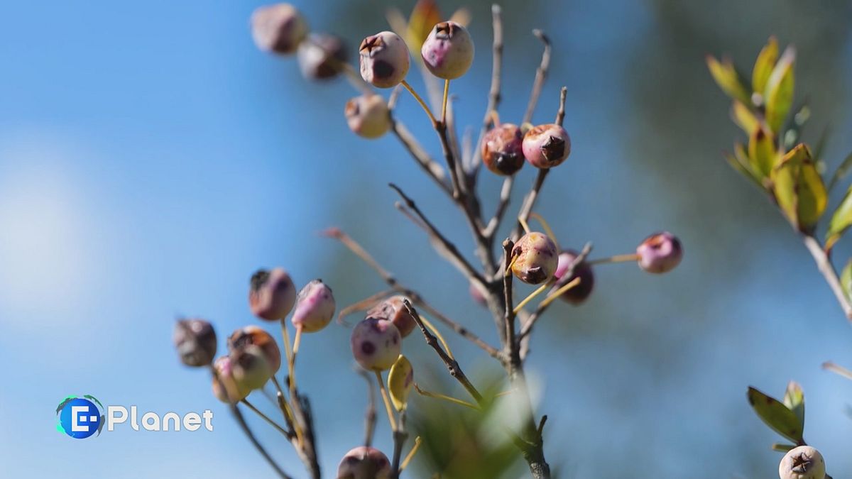 I Giardini di Pomona