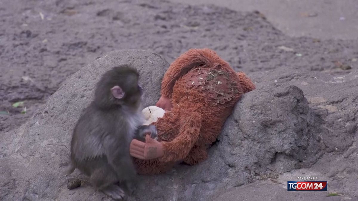 12.00 PUNCH, LA SCIMMIA ABBANDONATA COMMUOVE IL MONDO SRV