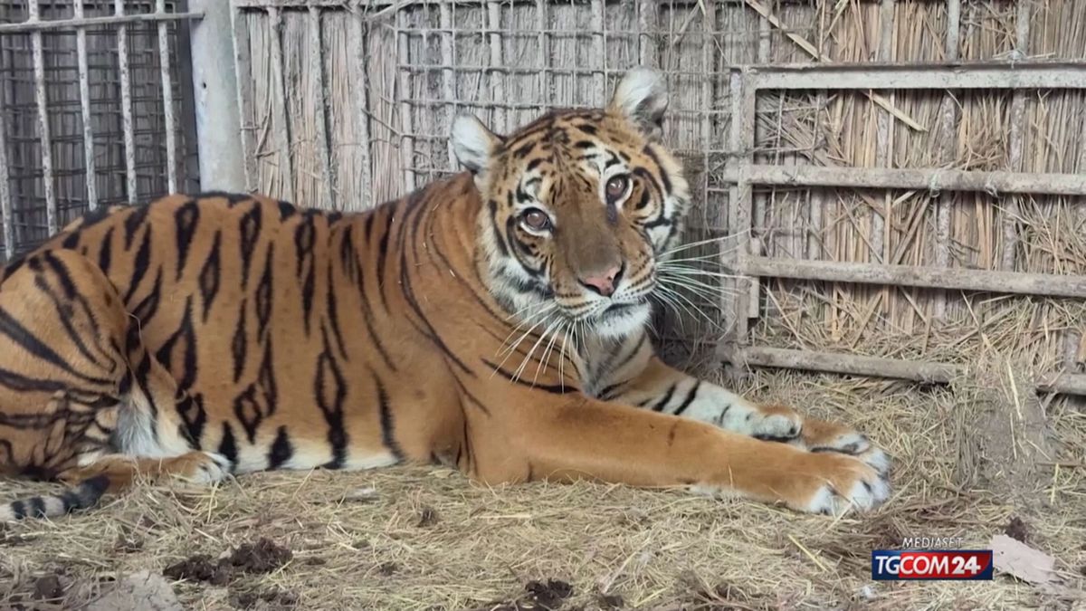 Argentina, due orsi e una tigre verranno trasferiti all'estero per essere sottoposti a cure