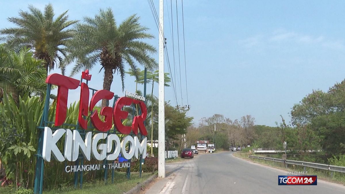 Thailandia, mistero sulla morte di 72 tigri nel parco naturale "Tiger Kingdom"