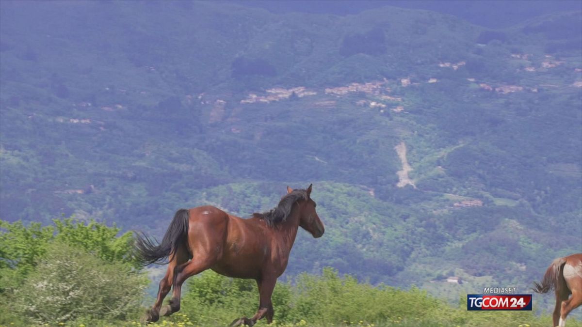 15.30 STOP CARNE DI CAVALLO ? SRV