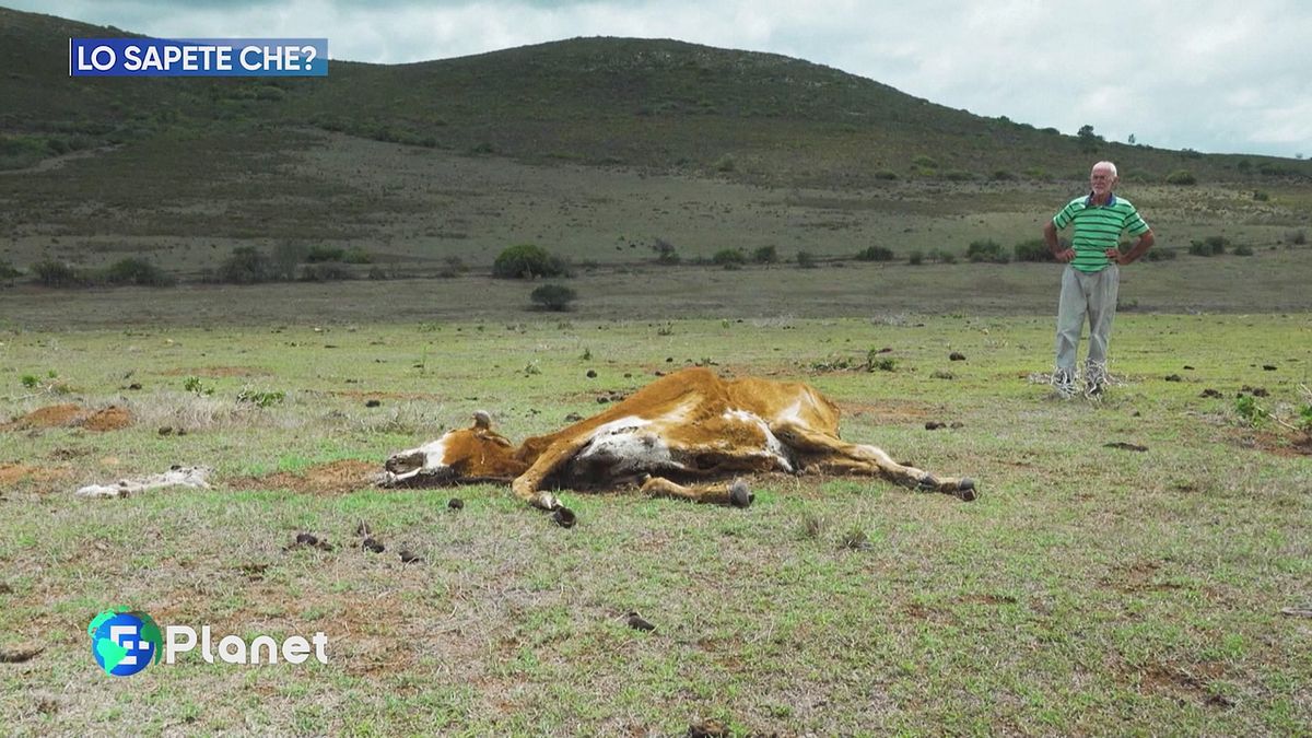 Lo sapete che: siccità in Sudafrica