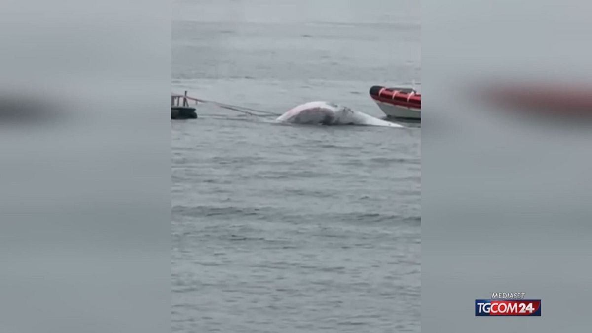 balenottera morta per sito SRV