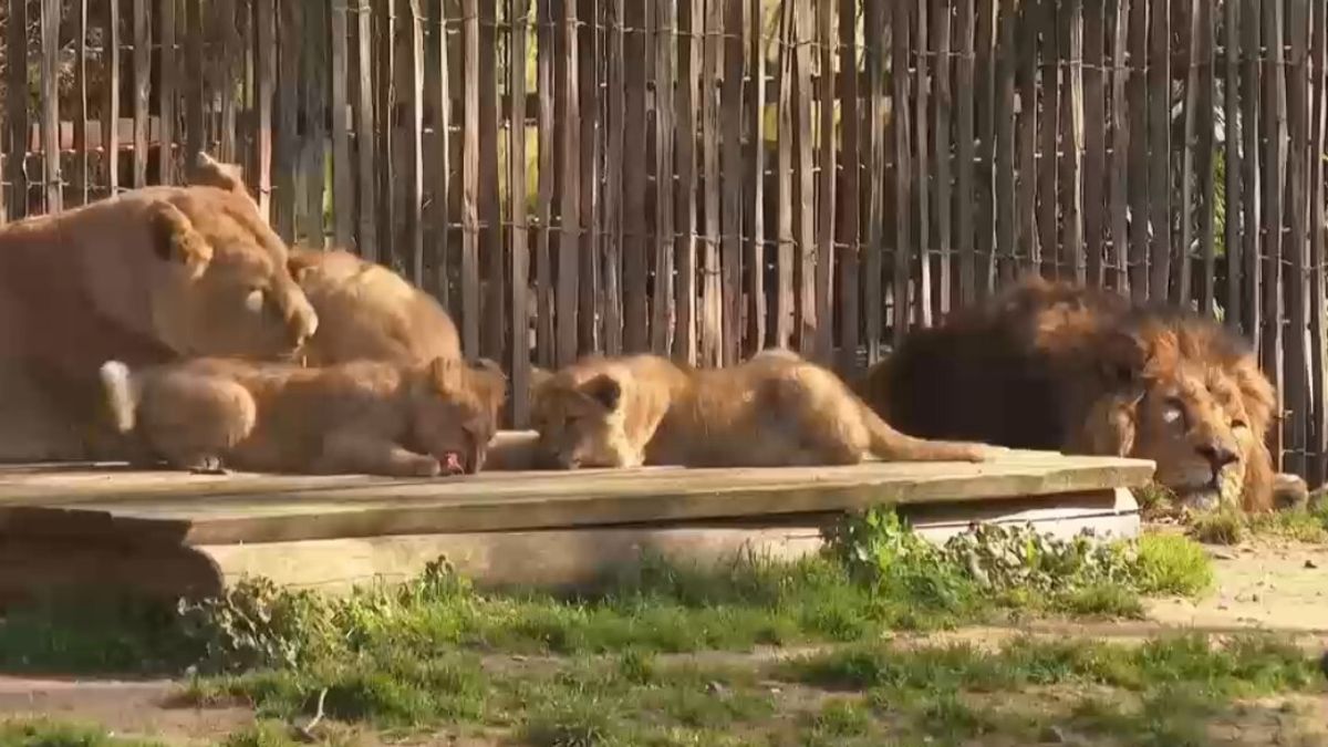 Berlino, cresce il cucciolo di tigre di Sumatra allo zoo
