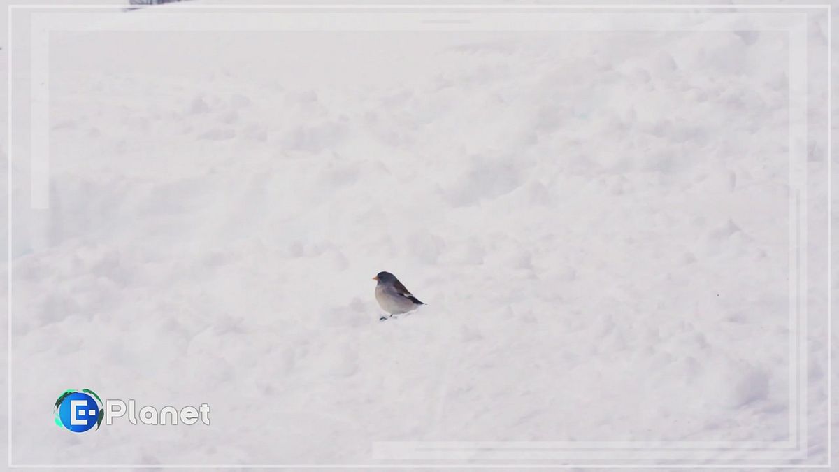 Monitorare la natura