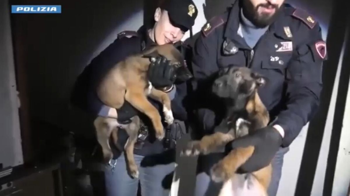 Torino, cuccioli di malinois salvati dalla polizia