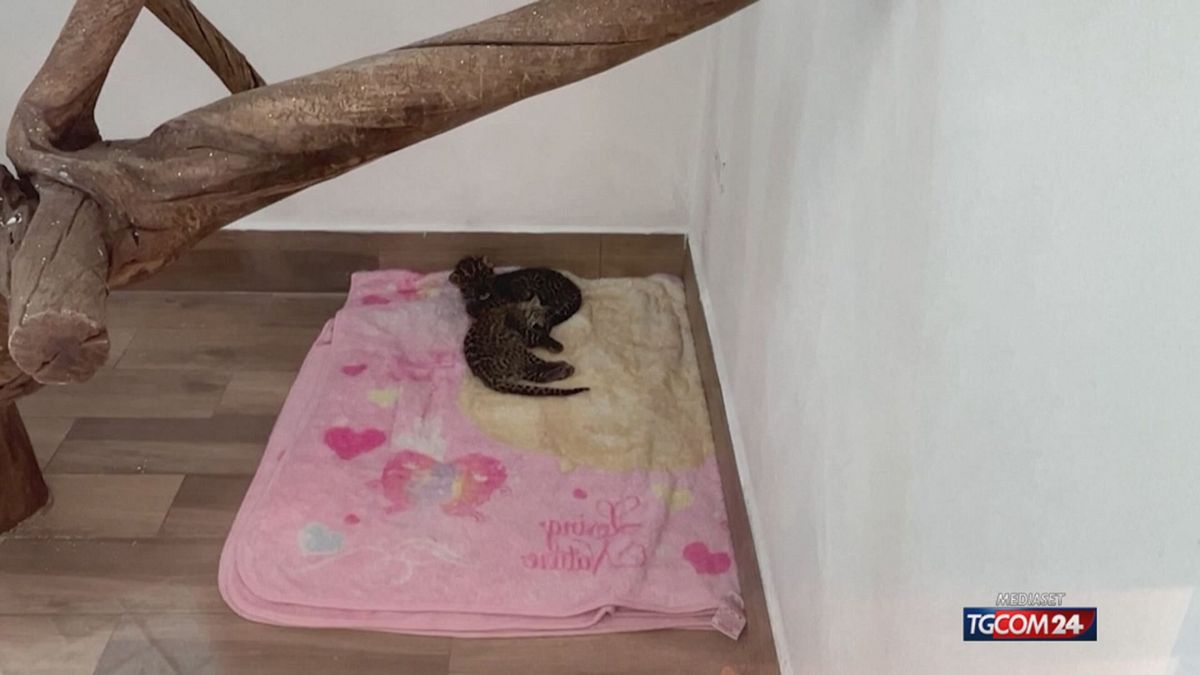 CUCCIOLI LEOPARDO MESSICO X SITO SRV