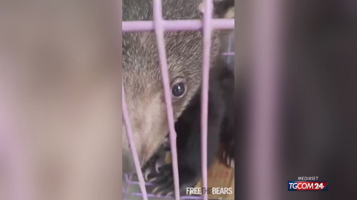 Laos, i cuccioli di orso salvati dal commercio illegale
