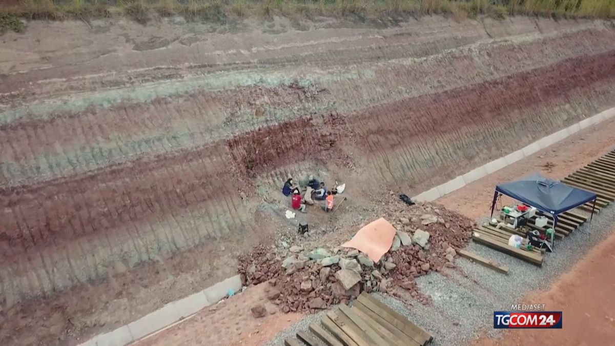 FOSSILE DINOSAURO BRASILE X SITO SRV